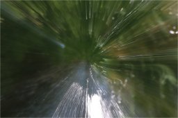 17 04 2022- buisson rond 17
